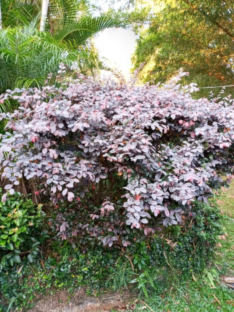 WhatsApp Image 2026-04-08 at 16.54.00